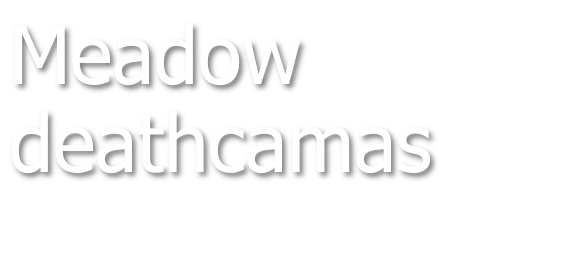 Meadow deathcamas