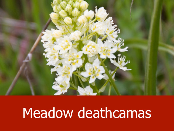 Meadow death camas