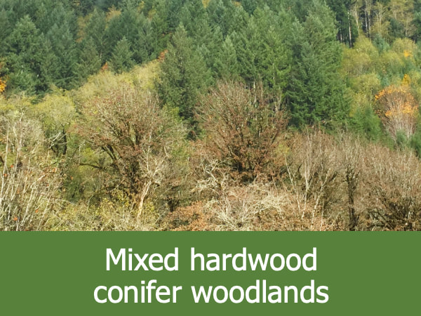 Mixed Hardwood Conifer Woodlands