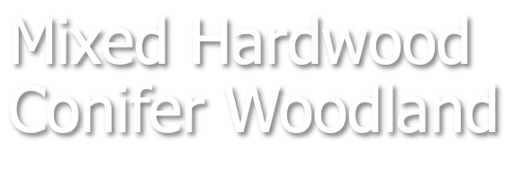 Mixed Hardwood-Conifer Woodlands