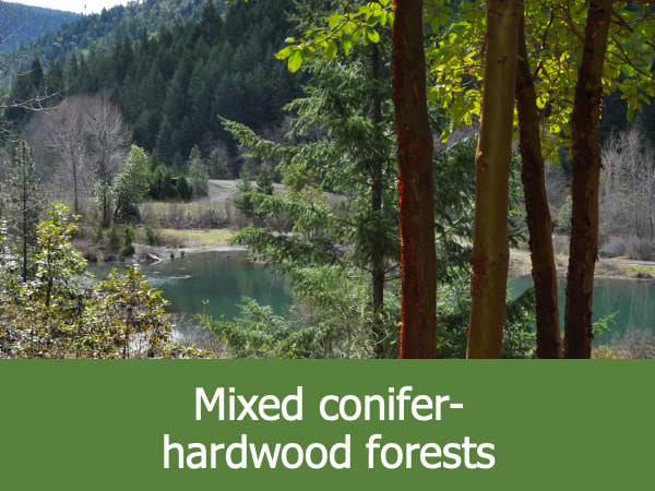 Mixed conifer-hardwood forests