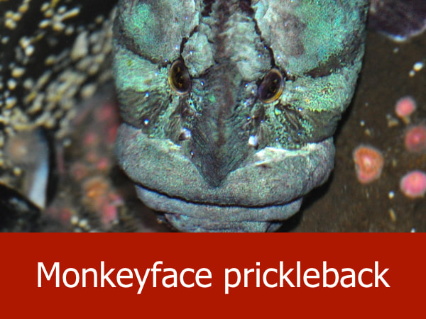 Monkeyface prickleback