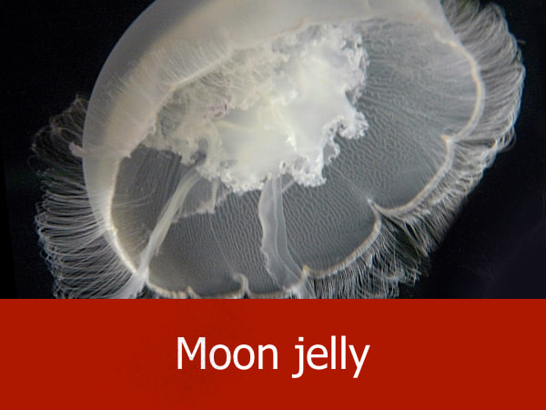Moon jelly