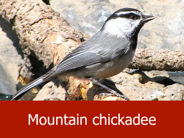 Mountain chickadee