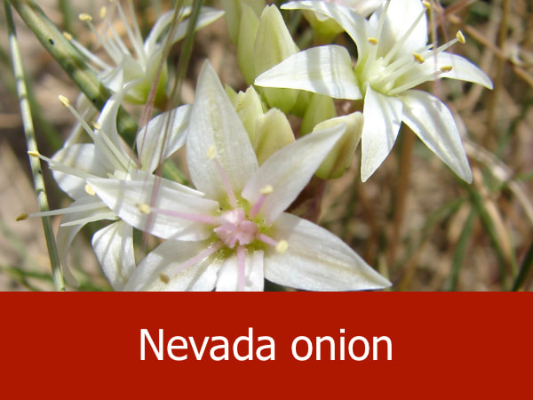 Nevada onion