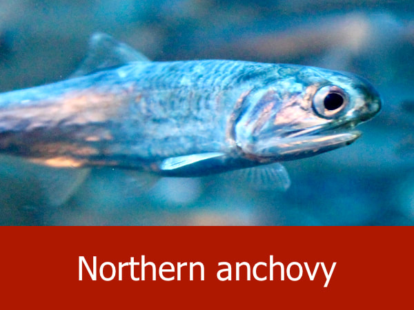 Northern anchovy
