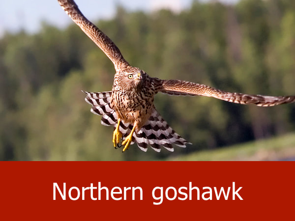 Northern goshawk