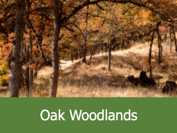 Oak Woodlands