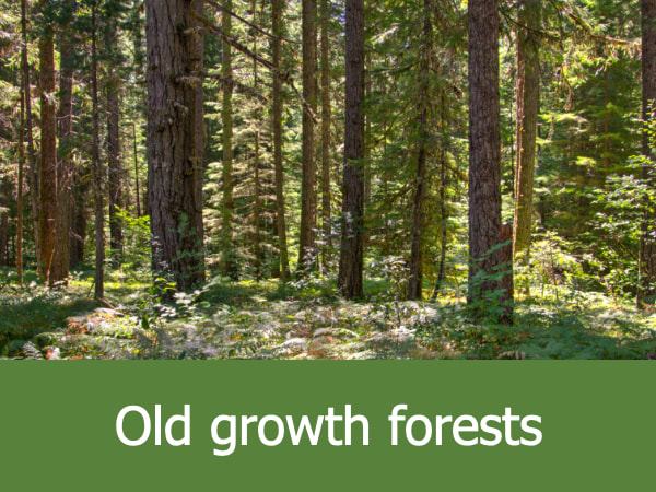 Old growth forests