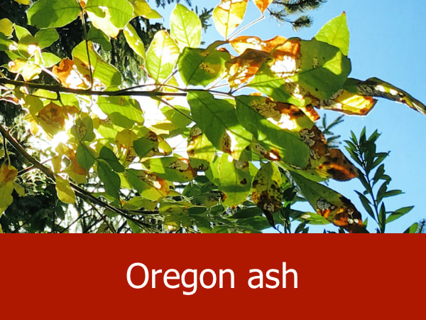 Oregon ash