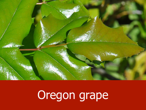Oregon grape