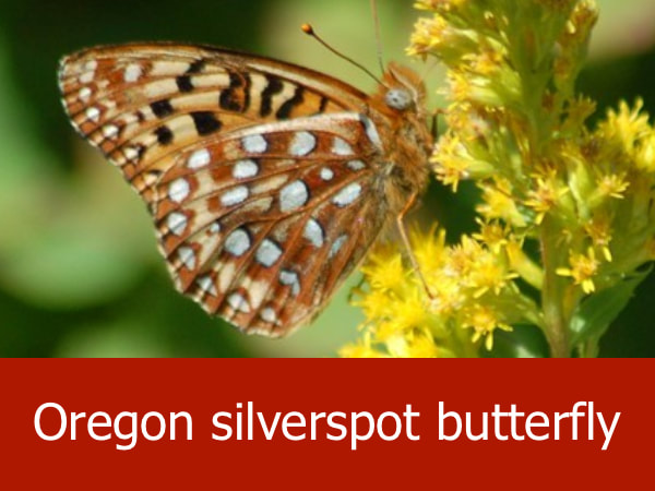 Oregon silverspot butterfly
