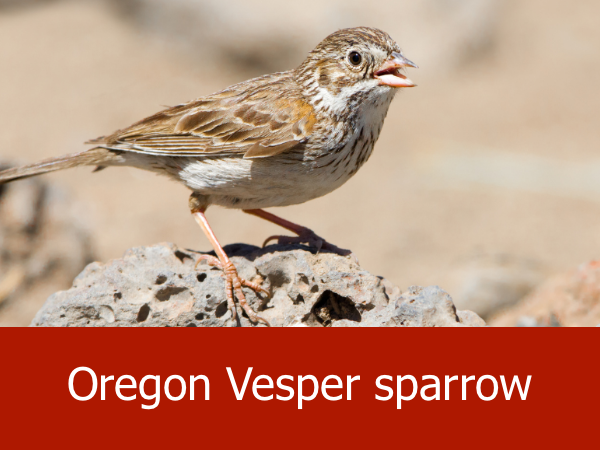 Oregon Vesper sparrow