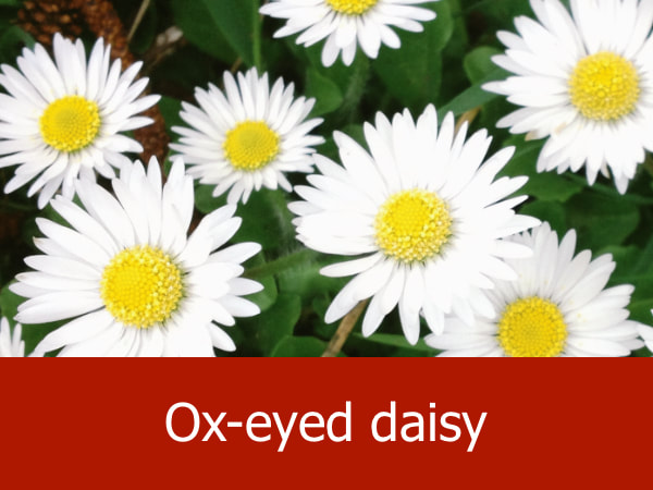 Ox-eyed daisy