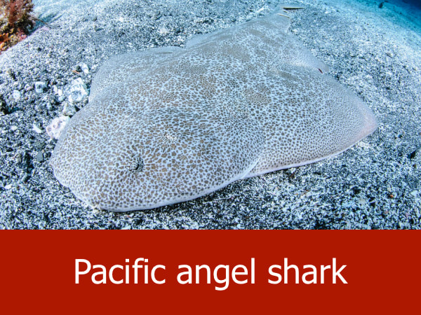Pacific angel shark