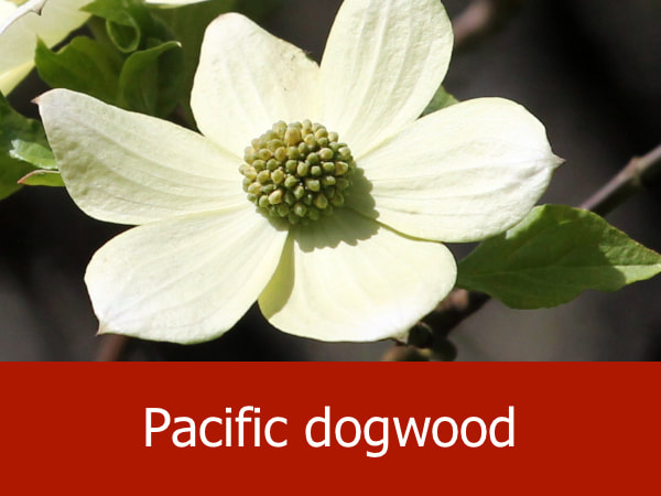 Pacific dogwood