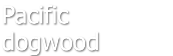 Pacific dogwood