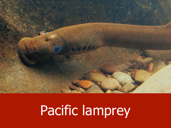 Pacific lamprey