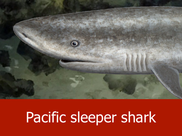 Pacific sleeper shark