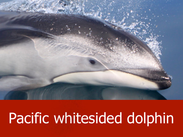 Pacific whitesided dolphin 