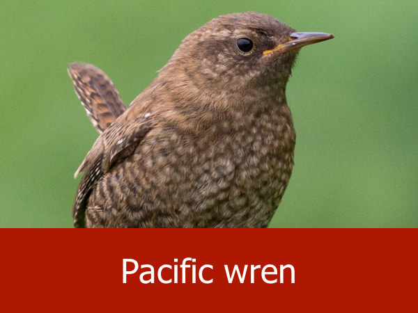 Pacific wren