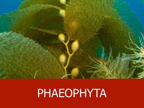 Phaeophyta