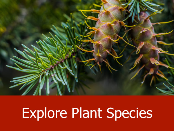 Explore by Plant Species