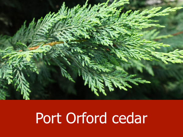 Port Orford cedar
