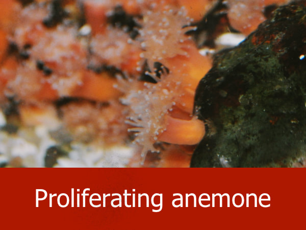 Proliferating anemone