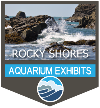 Oregon Coast Aquarium Sandy and Rocky Shores