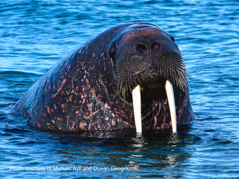 Walrus by Michael AW