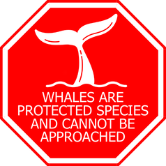 Whales are Protected Species