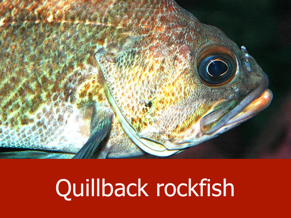 Quillback rockfish