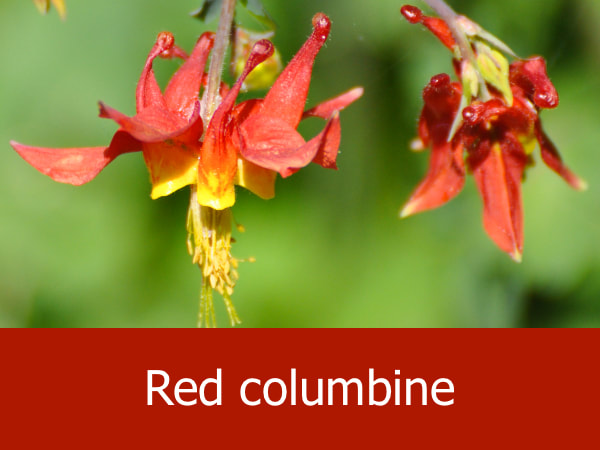 Red columbine