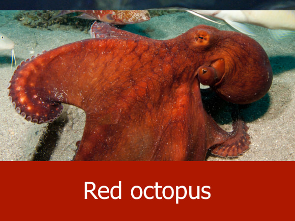 Red octopus