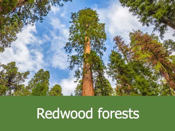redwood forests