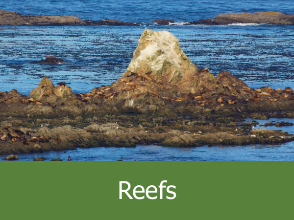Reefs