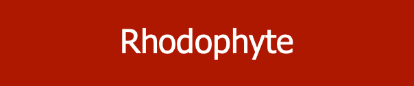rhodophyte
