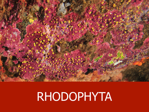 Rhodophyta