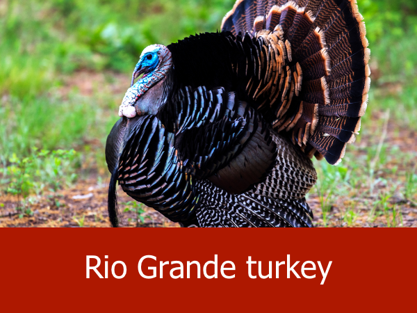 Rio Grande turkey