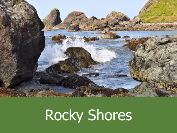 Rocky Shores 