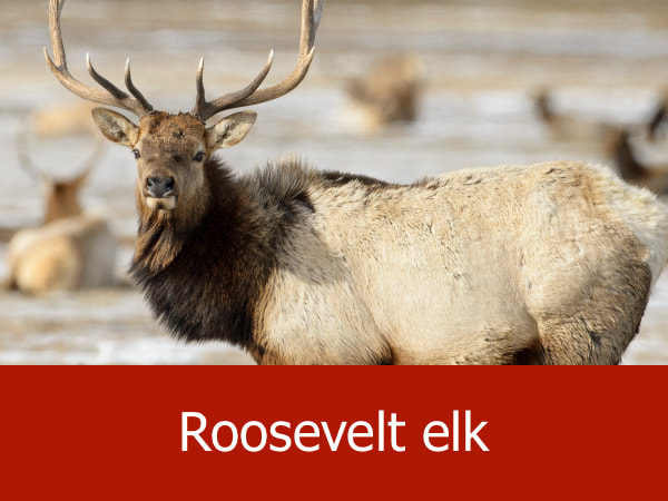 Roosevelt elk