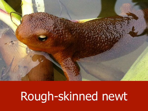 Rough skinned newt