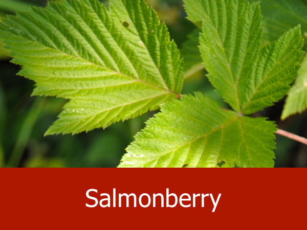 Salmonberry