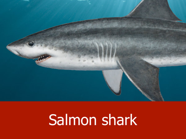 Salmon shark