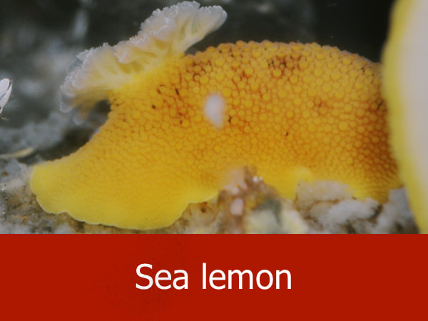 Sea lemon