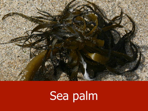Sea palm