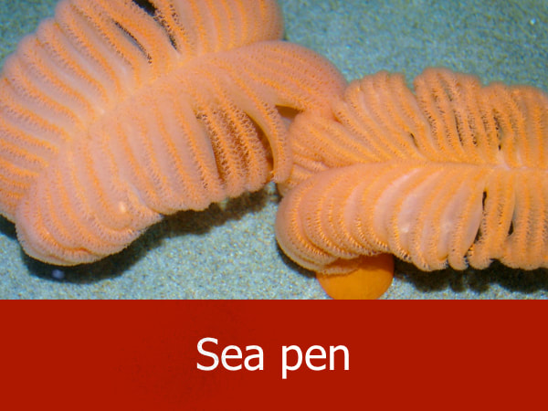 Sea pen
