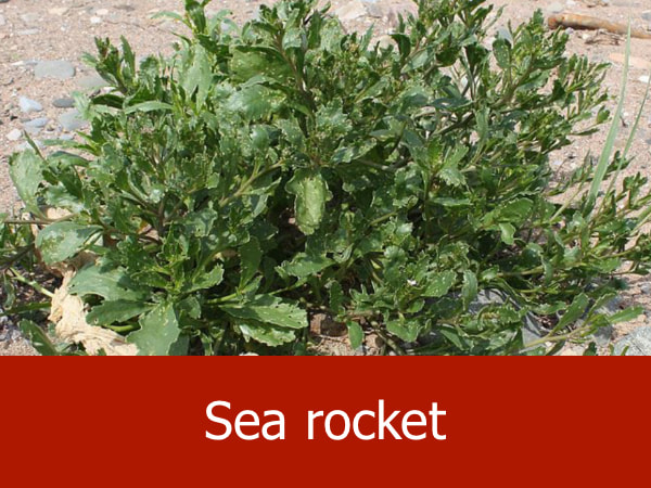 Sea rocket