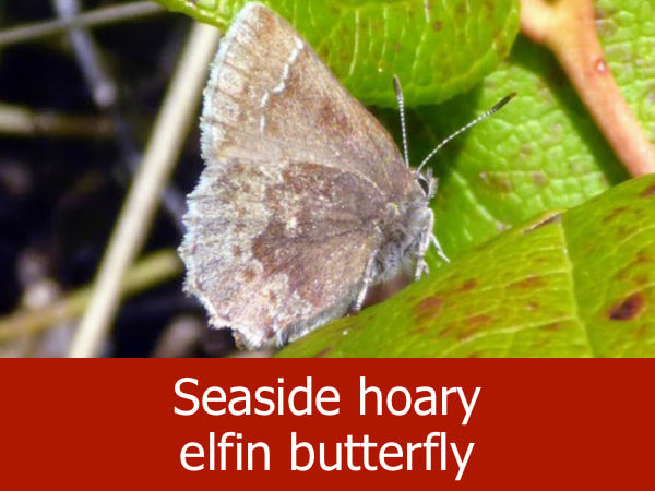 Seaside hoary elfin butterfly